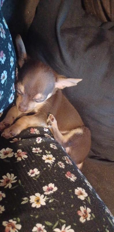 Steve the terrorist, the only time he isn't being a terror is when his little cute self is cat napping with his furry brothers.