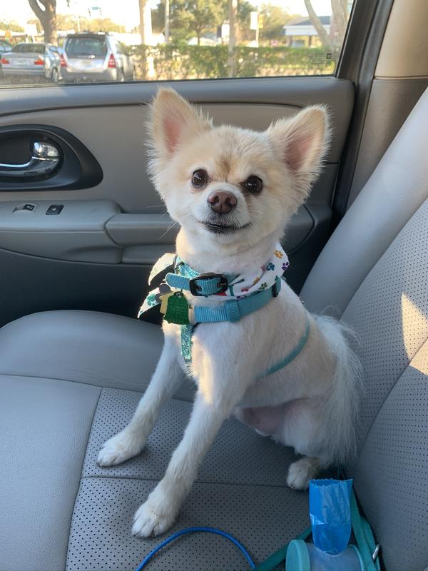 Appalachian valley small breed canine recipe sales