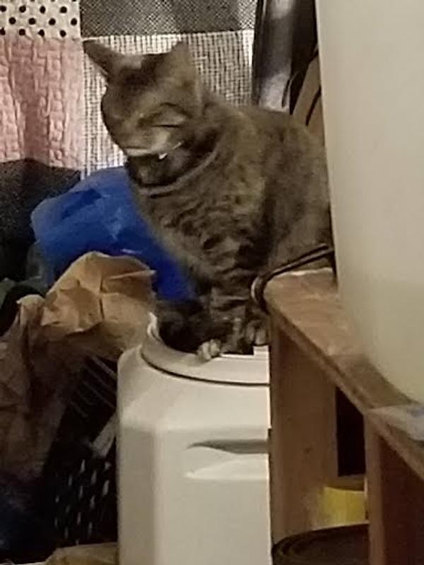 Fonzi sitting on top of the food container.
