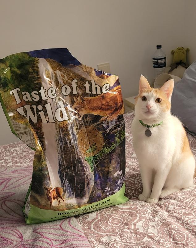 Taste of the outlet wild kitten food review