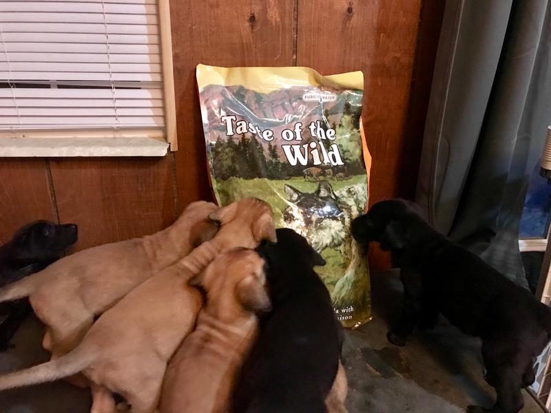 Pine Forest Canine Recipe with Venison Legumes