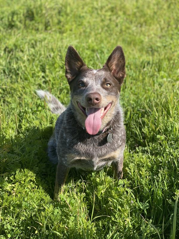 Taste of the Wild Sierra Mountain Grain-Free Roasted Lamb Dry Dog Food ...