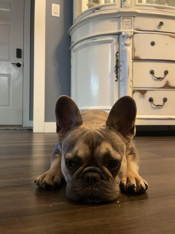Nova the Frenchie