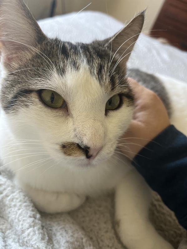 My new Cat Larry