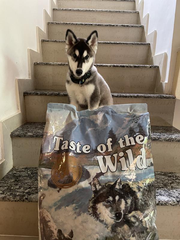 Taste of the shop wild for husky