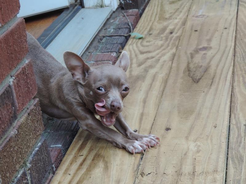 Appalachian Valley Small Breed Canine Recipe with Venison Garbanzo Beans