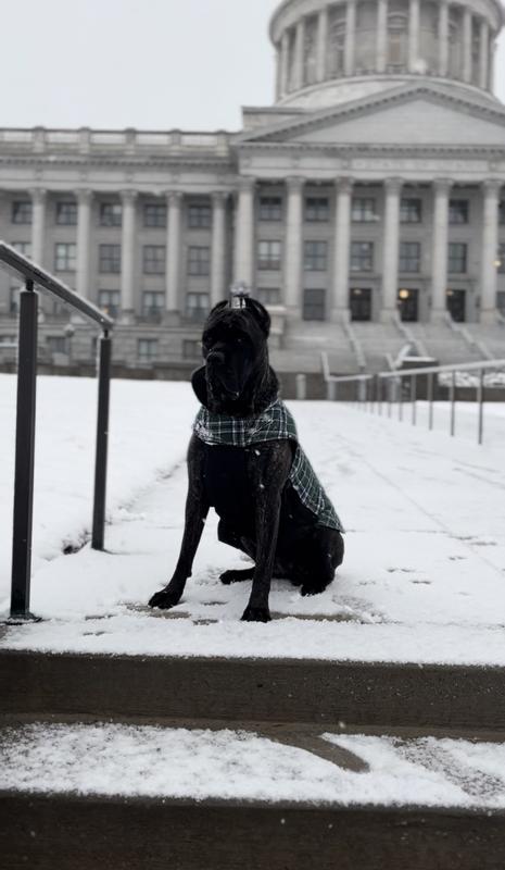 Winter walks at the Utah Capitol