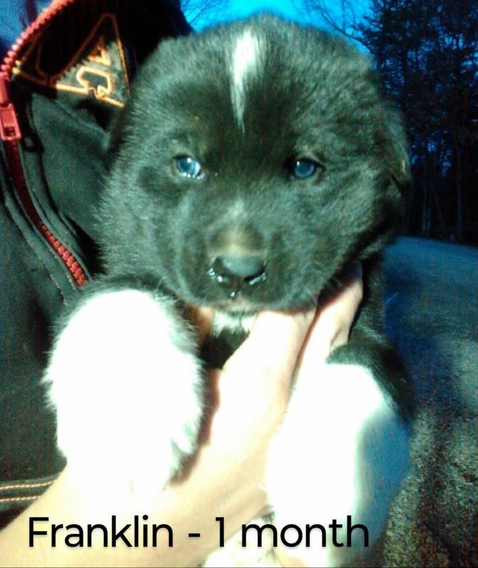 Taste of the wild large breed puppy hotsell