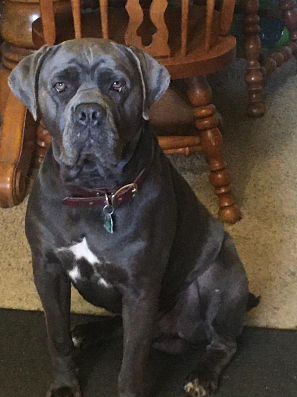 Our family’s best friend