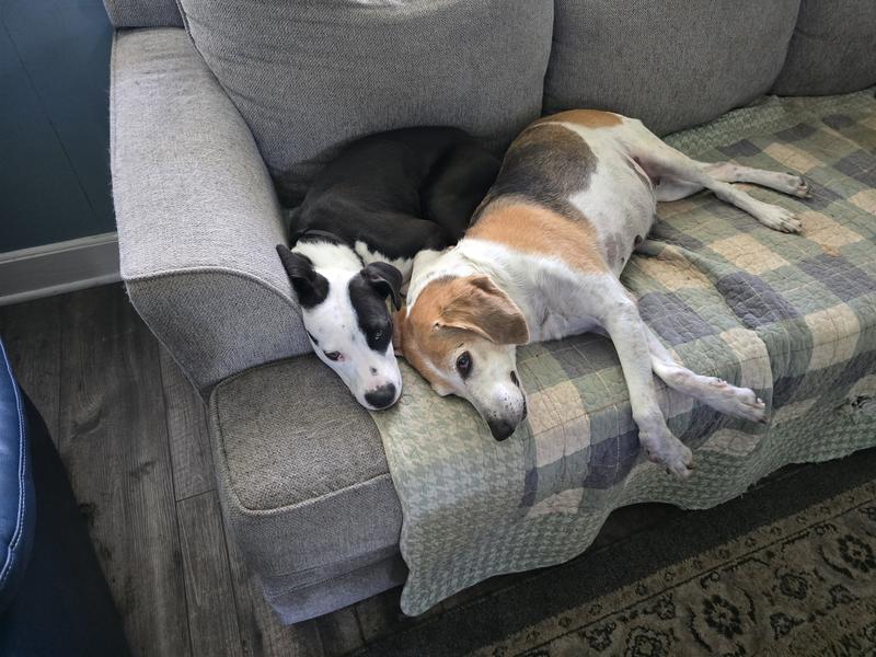 My hounds.
