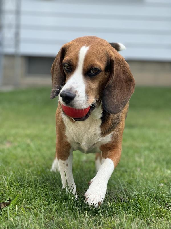 My baby Bagel since he took a bite too