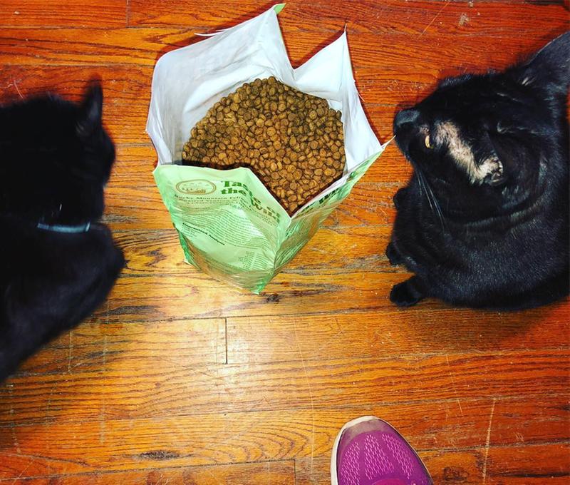 taste of the wild cat food feeding guide