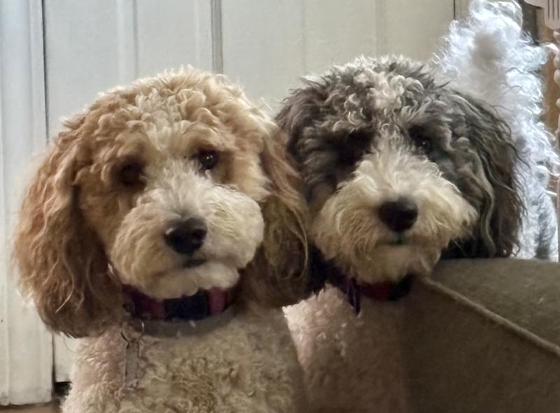 The “Golden Doodle “ girls, Sophie Rose and Gabby Jo