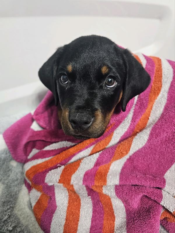 Loki with his smile and mischevious look