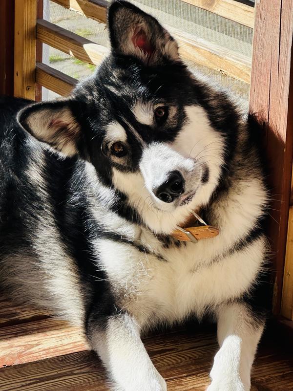 Playful Kai