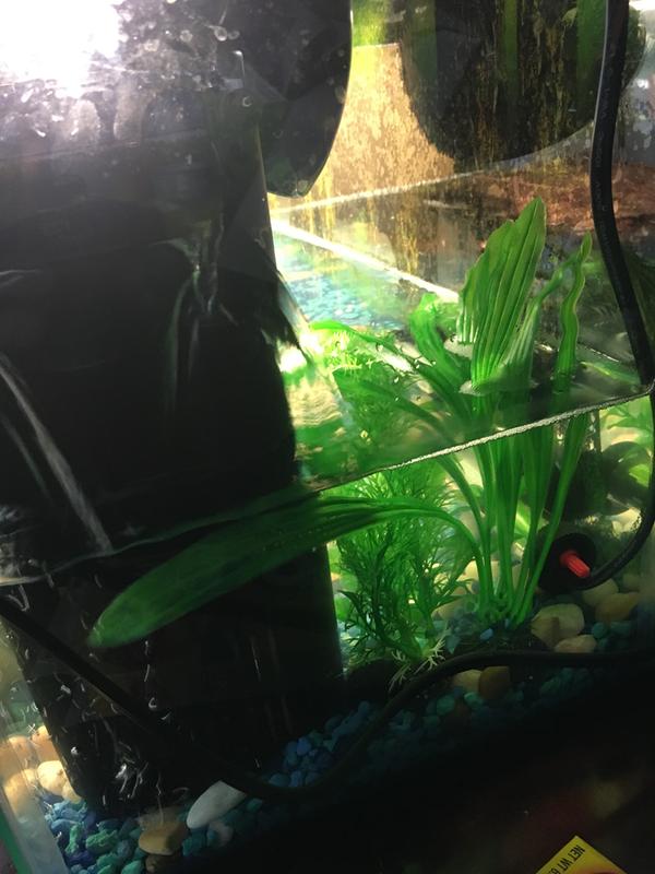 Meijer fish tanks hotsell