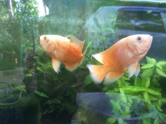 my fishes