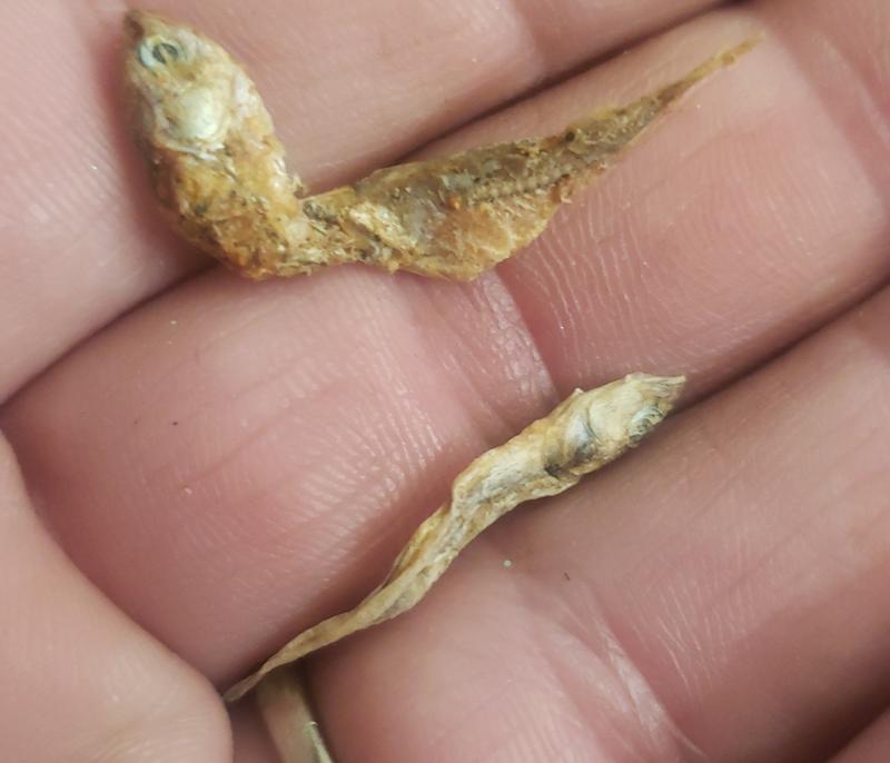 Funny looking river shrimp