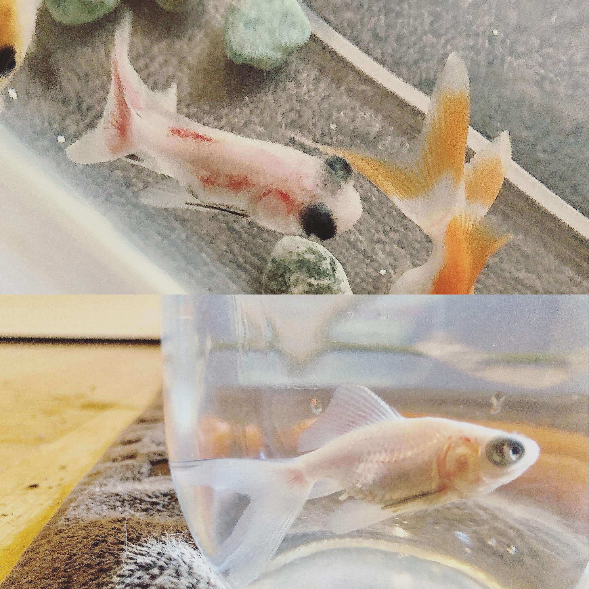 Koi Fish Petsmart Petsmart Kanaplex Koi Fish Food 20 Lb Bag MAZURI