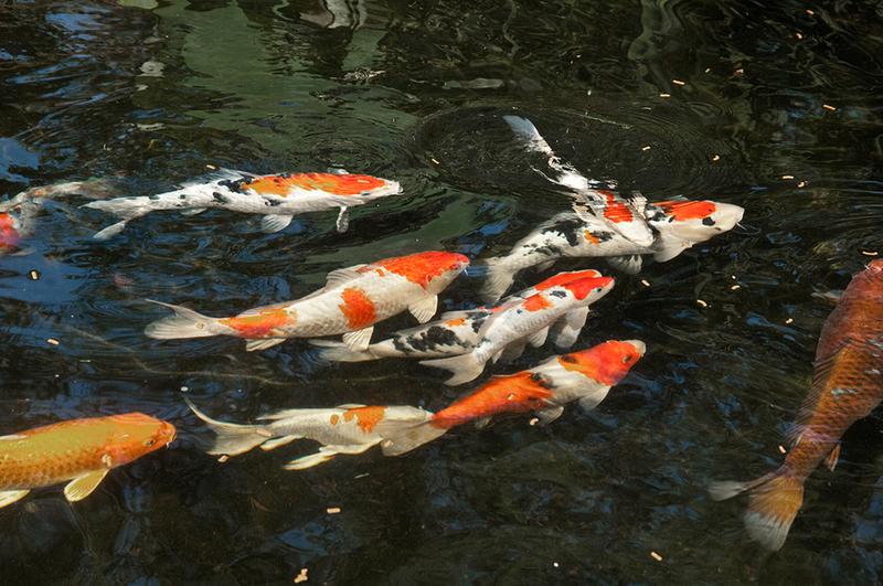 Tetra Pond Koi Vibrance Pet Supplies Plus