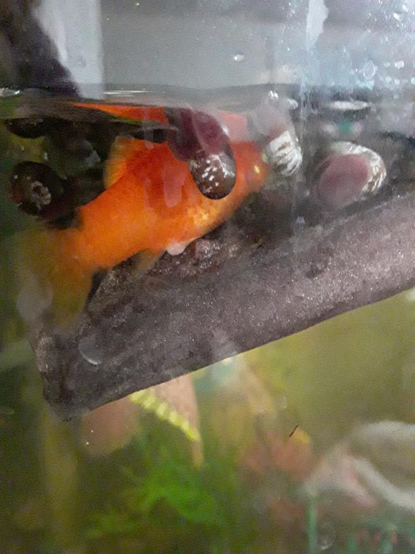 Platy with infected prolapse, before Lifeguard. Fins up here, but very fatigued and not eating.