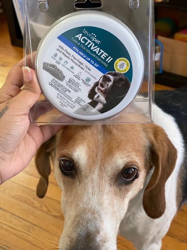 Dog Collars For Small Dogs TevraPet Activate II Flea Tick Collar