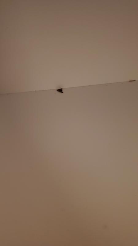 Minor chips in paint