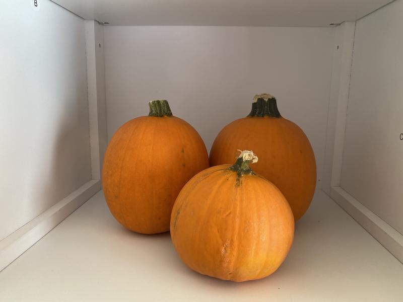 Surface wipes very easily / not grainy