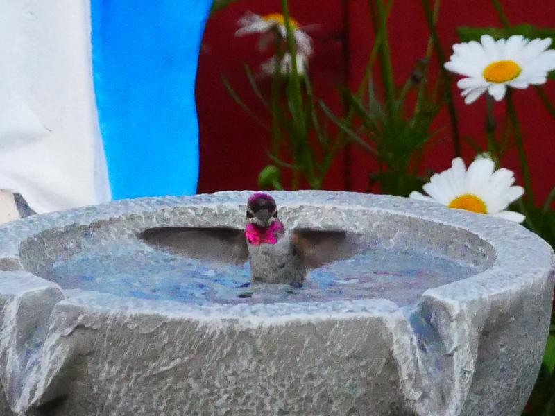 Hummingbirds loving taking baths at the water fountain everyday.