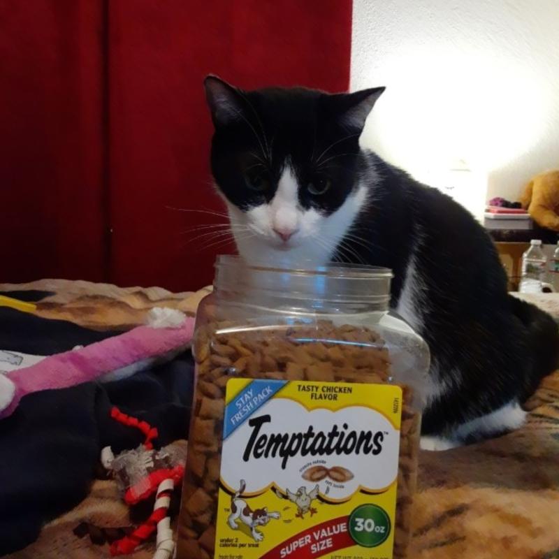 Temptations cat treats clearance petsmart