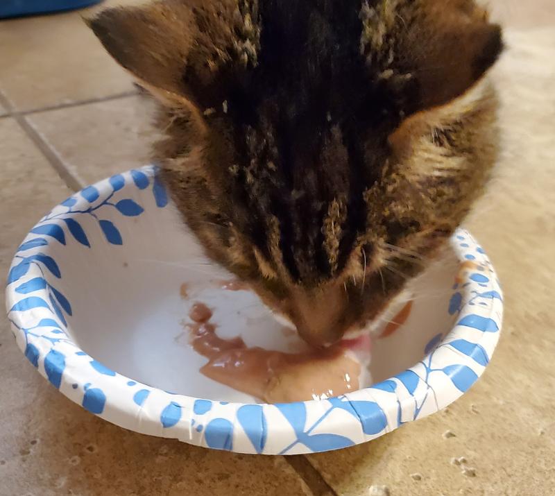 Temptations Creamy-Purrrree Tuna