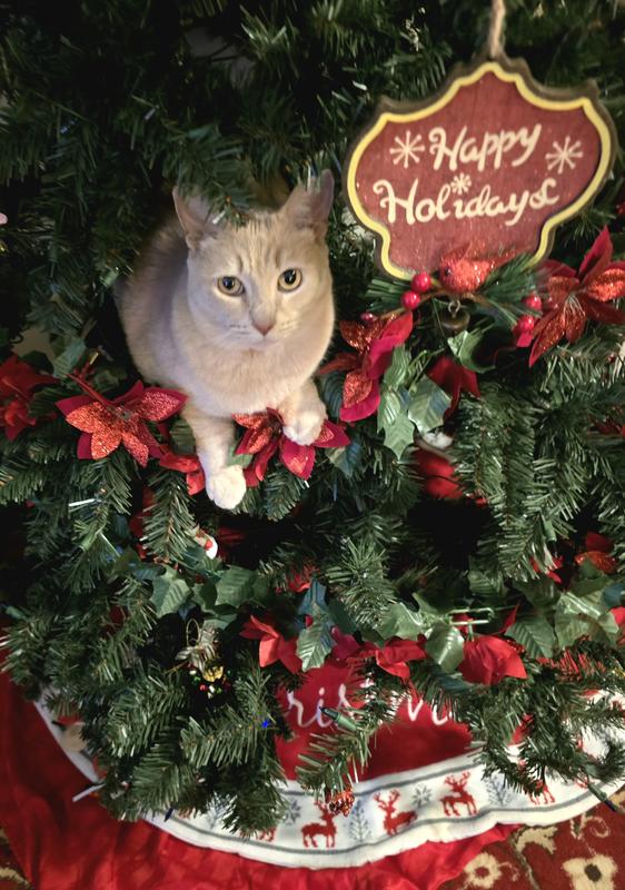 I want temptations for christmas