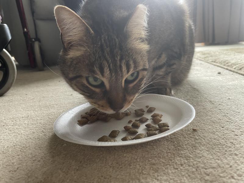 Temptations Creepy Catnip Cat Treats, Crunchy & Soft 3 oz