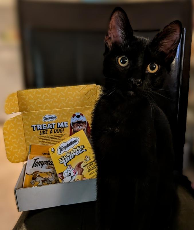Barry with his temptations treats🐈✨🐈
