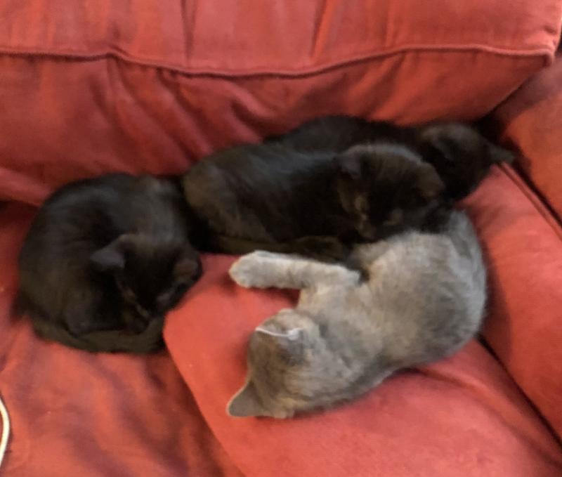 Photo - commentaire&nbsp;5.