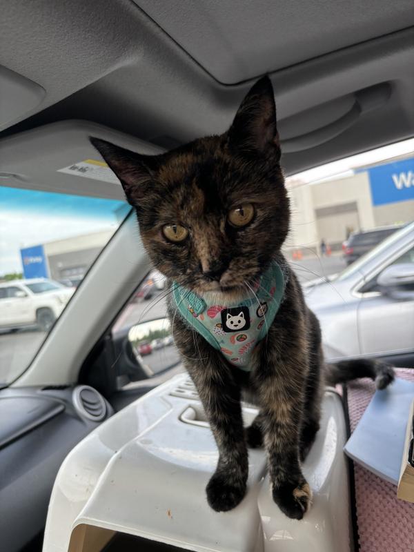 Annie14 years old, loves to go for rides; has her own car seat.