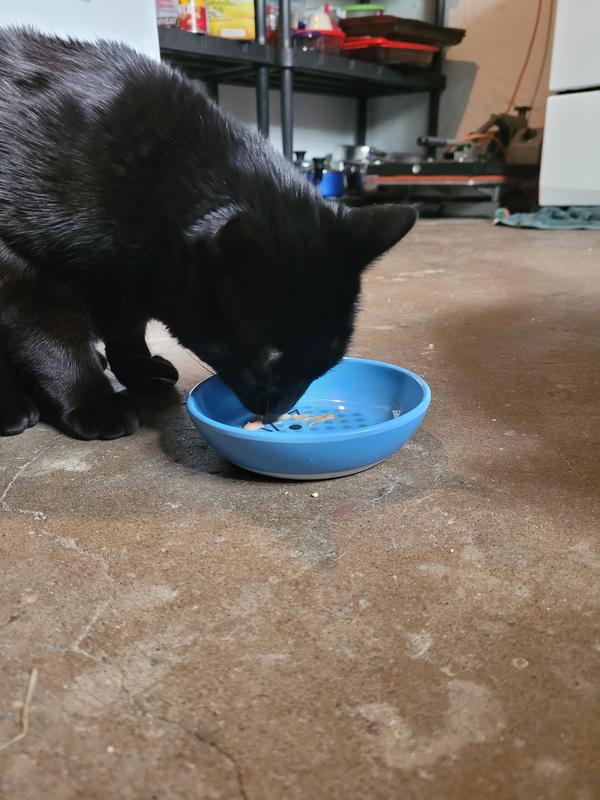 Photo - commentaire&nbsp;8.