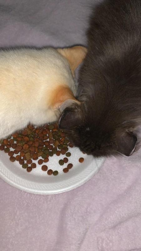 Happy cats
