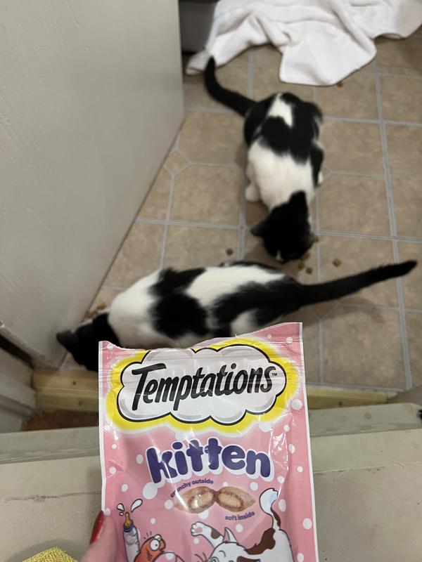 Kittens loved