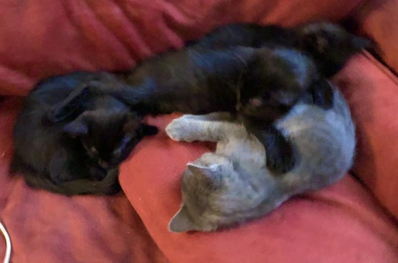 Photo - commentaire&nbsp;6.