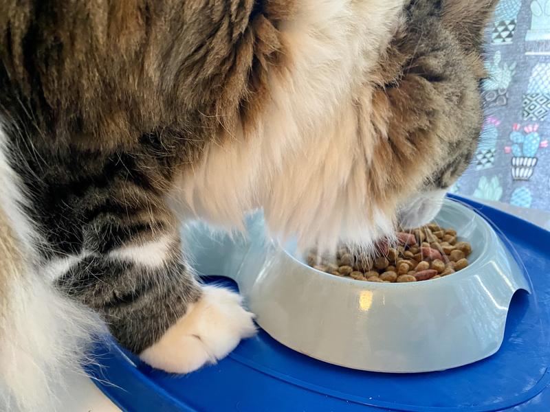 Makes a nice topper for my cats food.