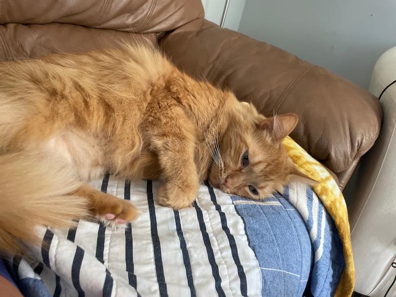 Temptations Snacky Snowman Tasty Chicken Flavor Cat Toy & Classic Cat