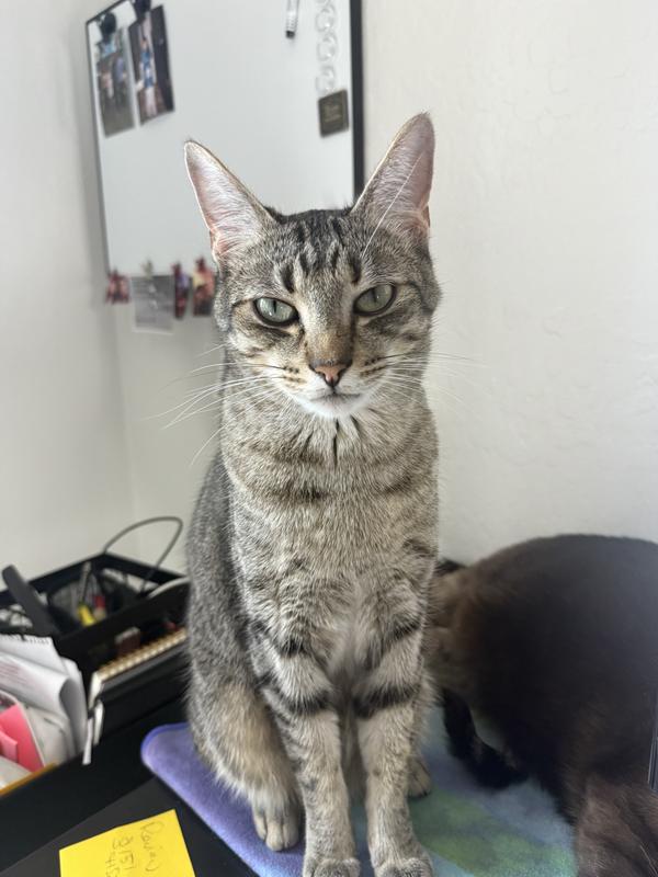 Photo - commentaire&nbsp;1.