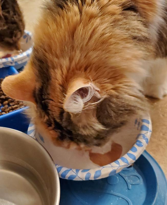 Temptations Creamy-Purrrree Tuna