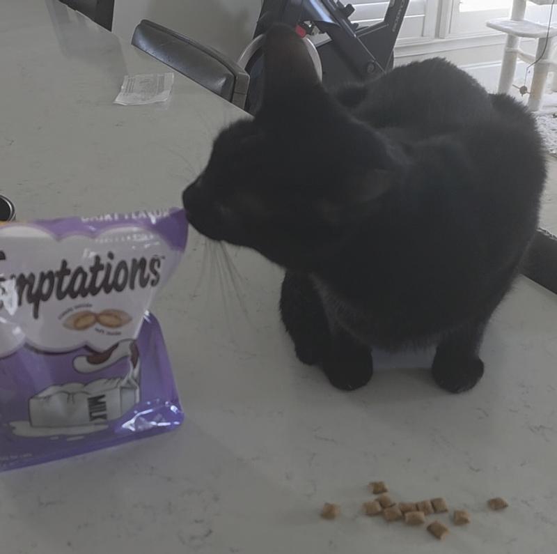 Yummy treats for you cats