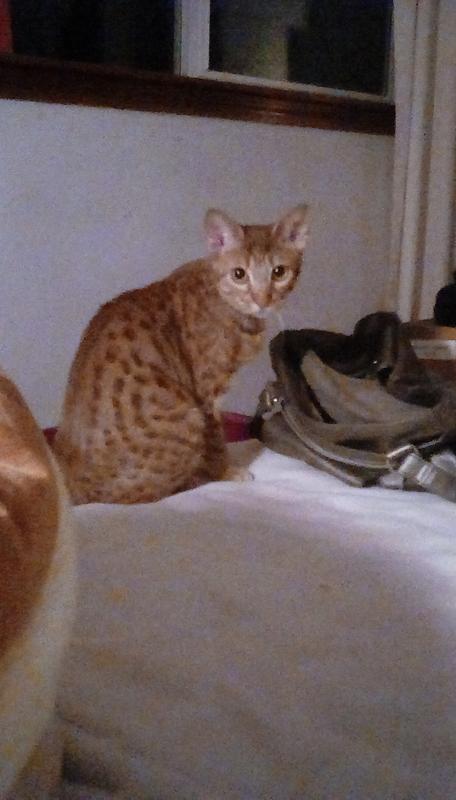 Ah-C-Spots Spots Te-Ca of Montemac female spotted cinnamon Ocicat