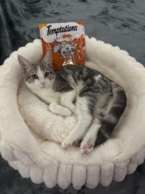 Photo - commentaire 1.