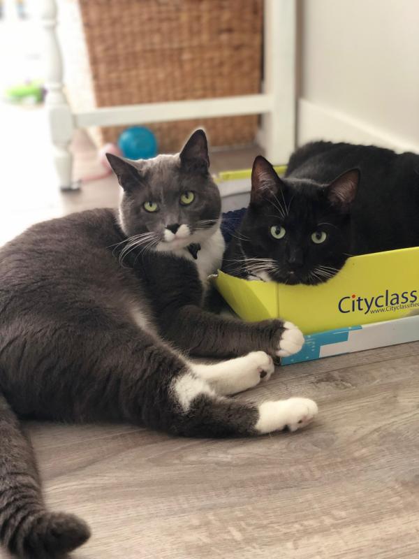 Finnegan and Ferdinand