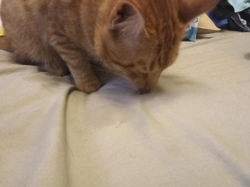 Garfield eating some of it