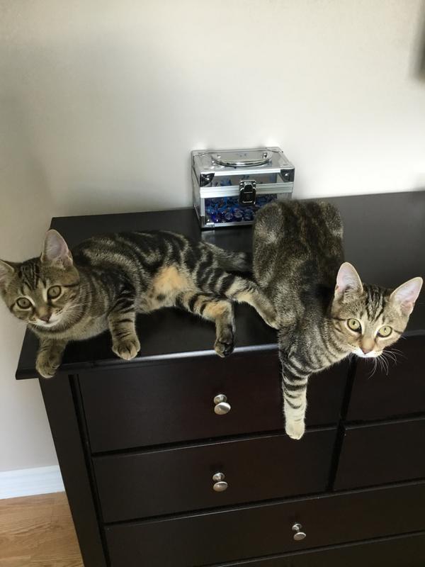 Mes bébés Mali et Mila 14 mois.